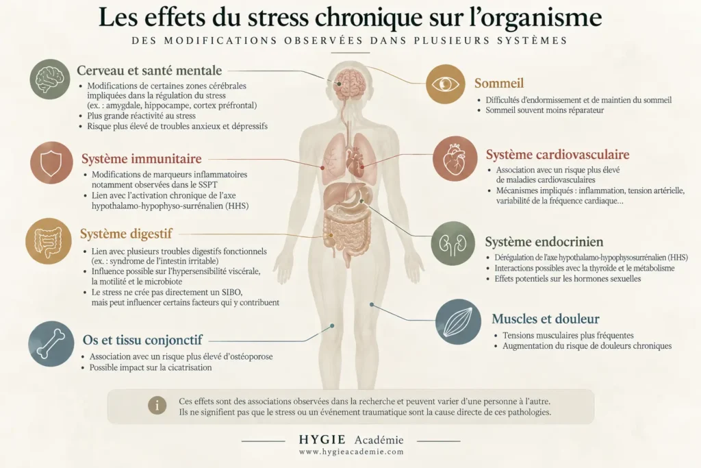 Infographie des effets du stress chronique sur le cerveau, le sommeil et les systèmes immunitaire, cardiovasculaire, digestif et hormonal