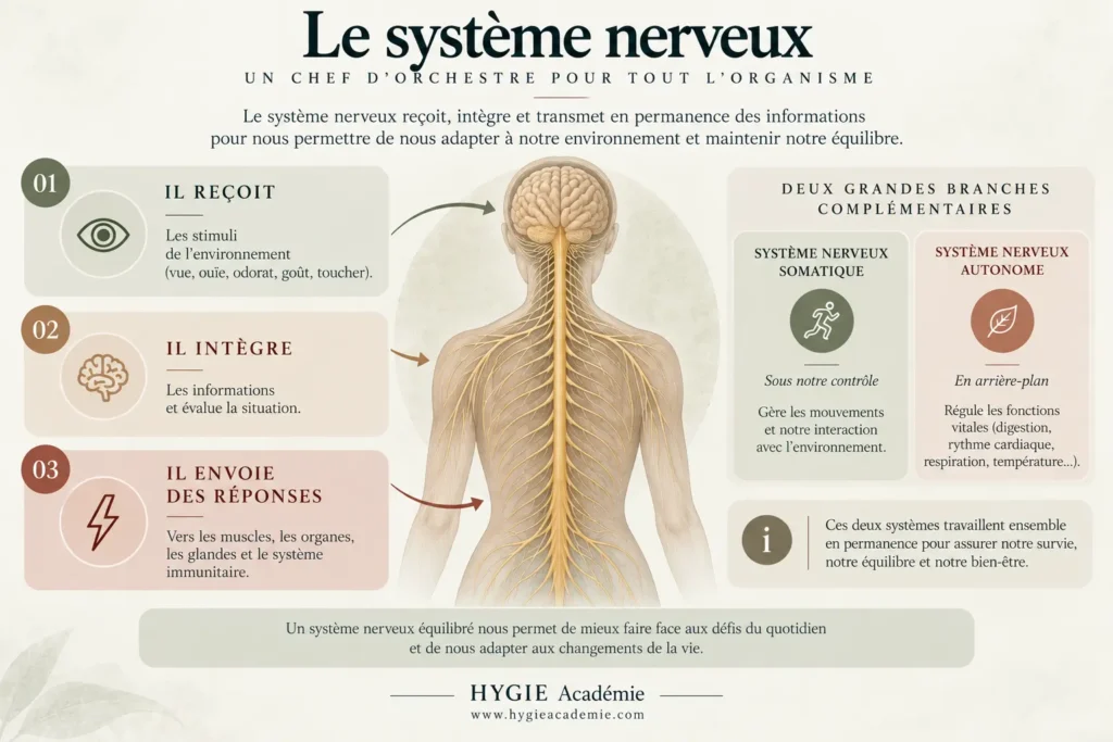 Schéma du système nerveux autonome : système sympathique et parasympathique